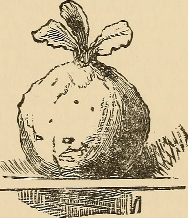 An illustration from The boy's own book of indoor games and recreations : a popular encyclopædia for boys, 1890, leaf 208