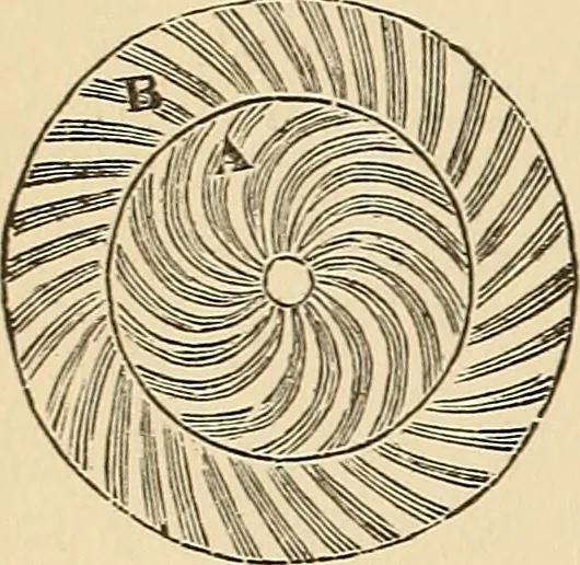 An illustration from The boy's own book of indoor games and recreations : a popular encyclopædia for boys, 1890, leaf 263