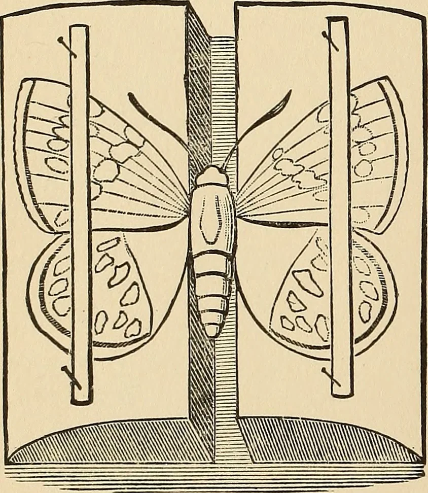 An illustration from The boy's own book of indoor games and recreations : a popular encyclopædia for boys, 1890, leaf 305