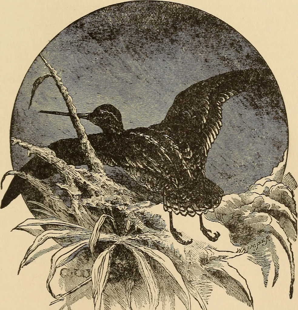 An illustration from The boy's own book of indoor games and recreations : a popular encyclopædia for boys, 1890, leaf 312