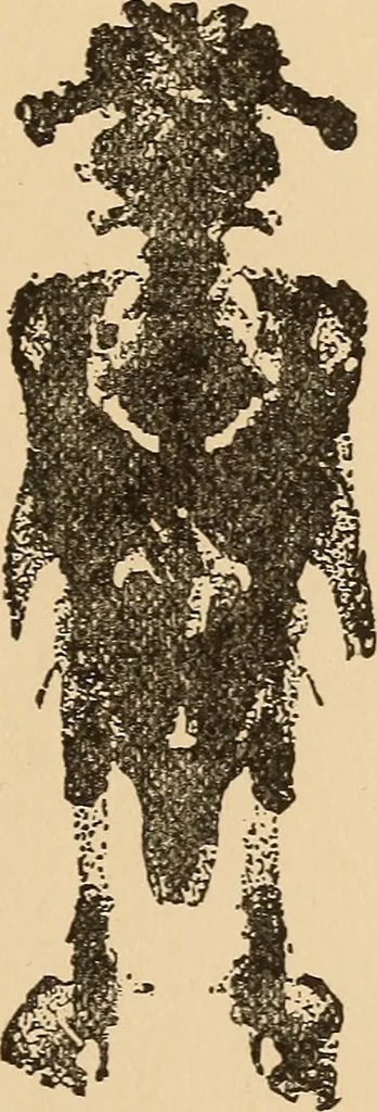 An illustration from The boy's own book of indoor games and recreations : a popular encyclopædia for boys, 1890, leaf 514