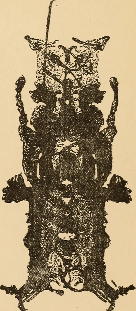 An illustration from The boy's own book of indoor games and recreations : a popular encyclopædia for boys, 1890, leaf 514