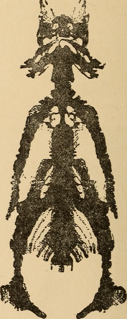 An illustration from The boy's own book of indoor games and recreations : a popular encyclopædia for boys, 1890, leaf 515