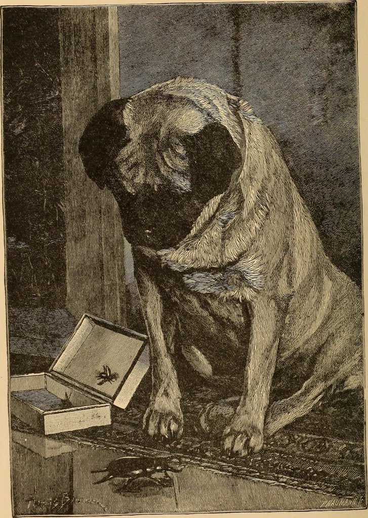 An illustration from The boy's own book of indoor games and recreations : a popular encyclopædia for boys, 1890, leaf 7