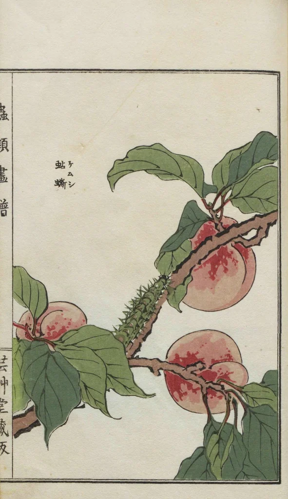 An illustration from Chūrui gafu / [chosha, Morimoto Tōkō], 1910, leaf 30