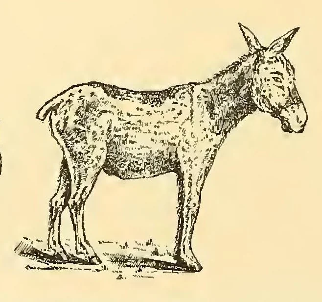 An illustration from Bradley's Game And Toy Catalogue 1889-90, 1889, leaf 19