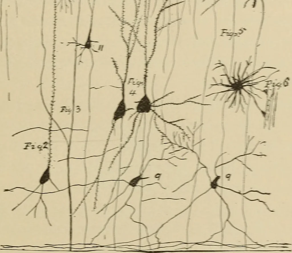 An illustration from Brain in relation to mind, 1899, leaf 26