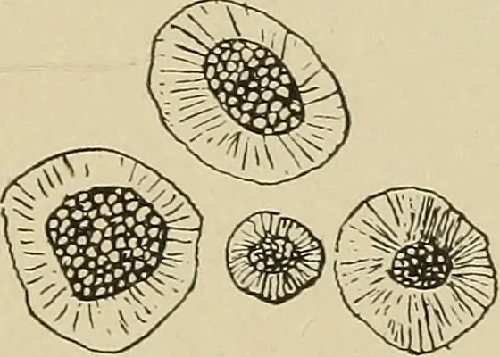 An illustration from Brain in relation to mind, 1899, leaf 28