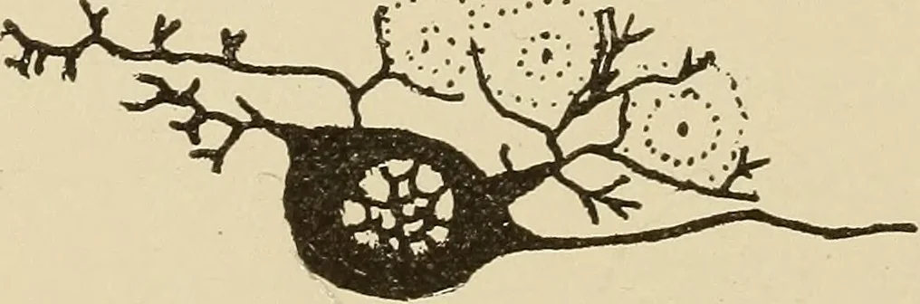An illustration from Brain in relation to mind, 1899, leaf 29