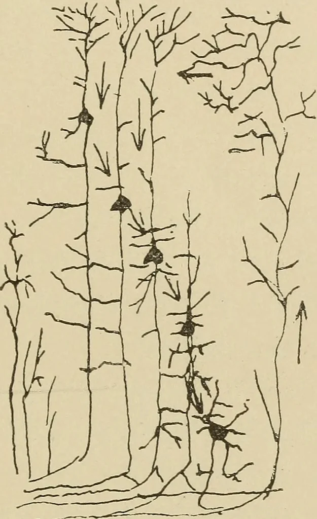 An illustration from Brain in relation to mind, 1899, leaf 30