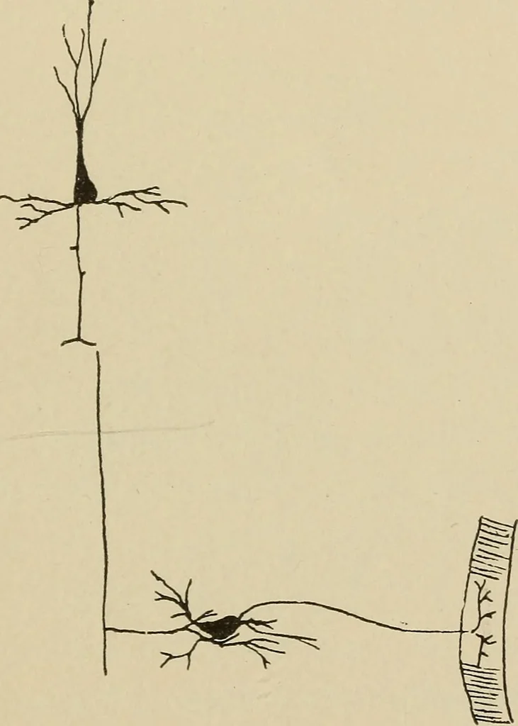 An illustration from Brain in relation to mind, 1899, leaf 38