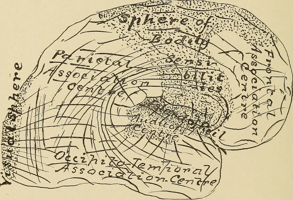 An illustration from Brain in relation to mind, 1899, leaf 39