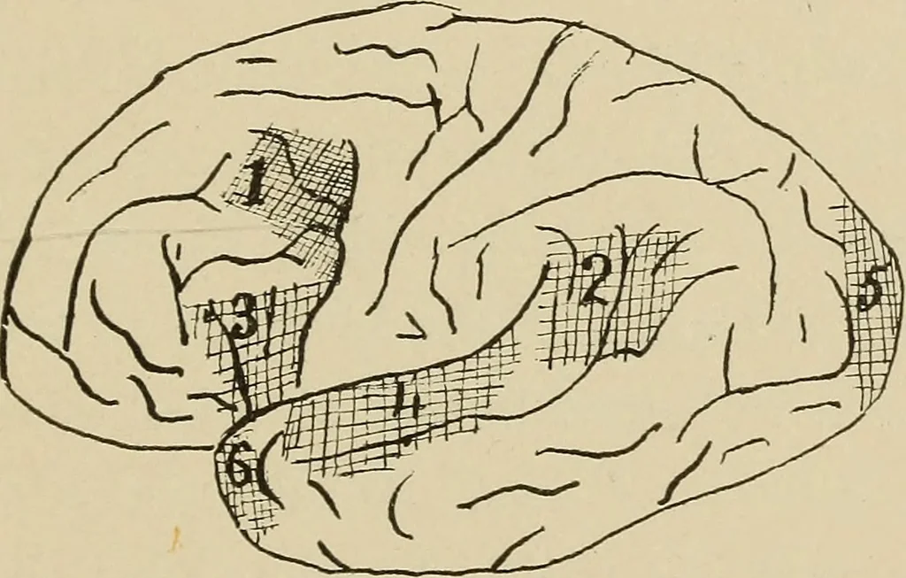 An illustration from Brain in relation to mind, 1899, leaf 42