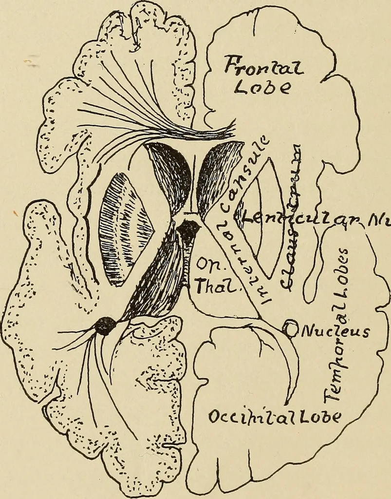 An illustration from Brain in relation to mind, 1899, leaf 45