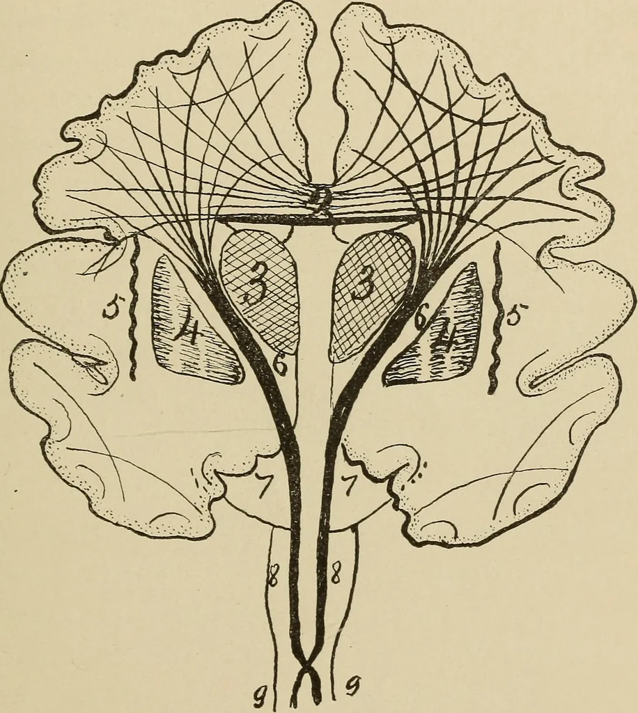 An illustration from Brain in relation to mind, 1899, leaf 48