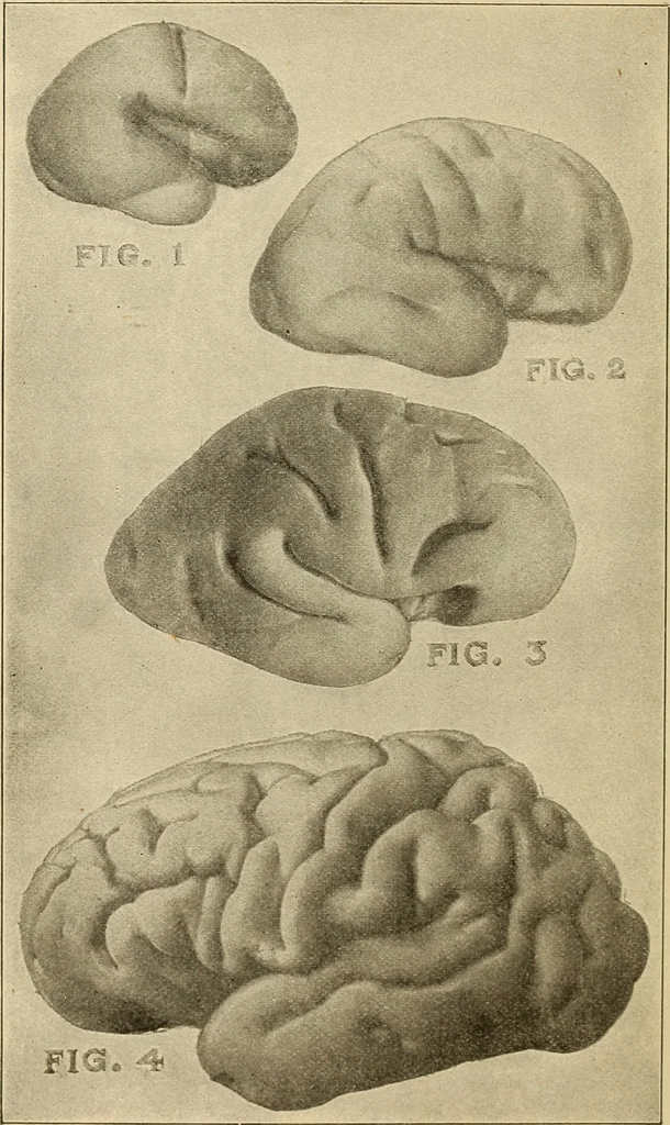 An illustration from Brain in relation to mind, 1899, leaf 5