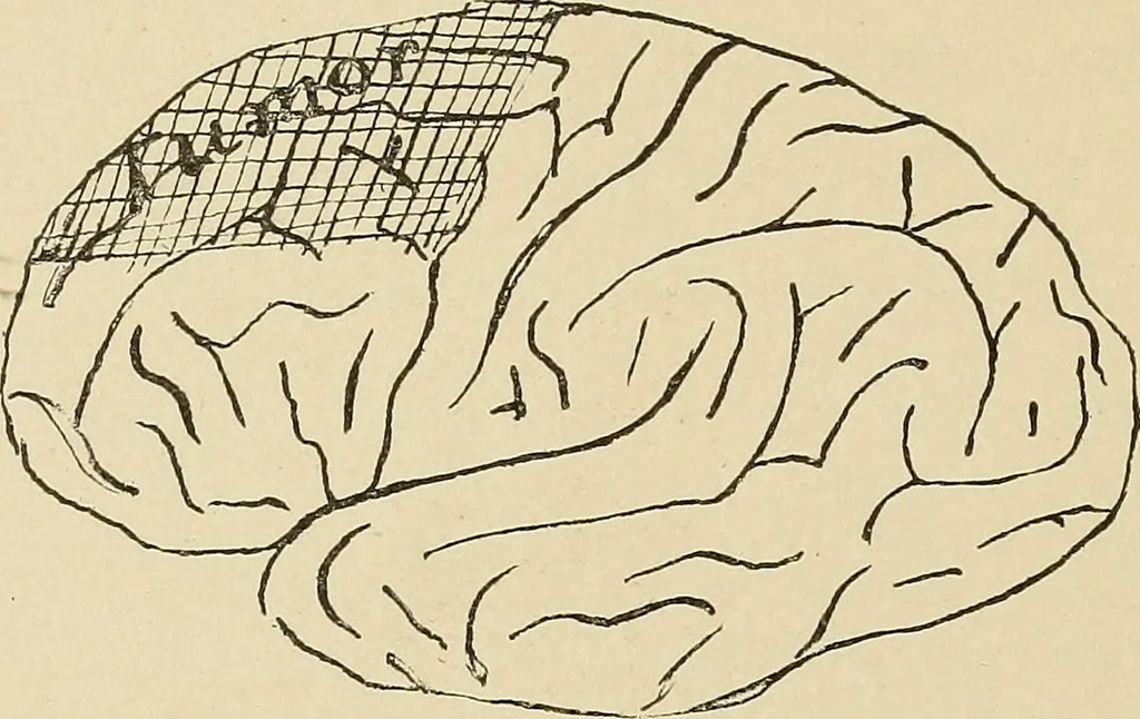 An illustration from Brain in relation to mind, 1899, leaf 51