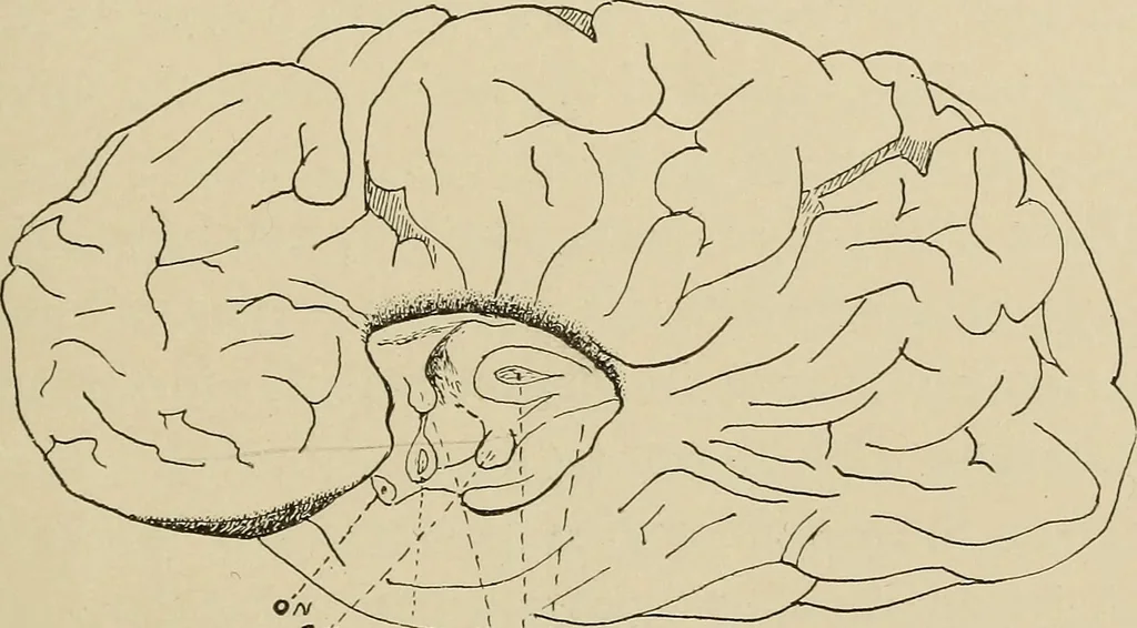 An illustration from Brain in relation to mind, 1899, leaf 68