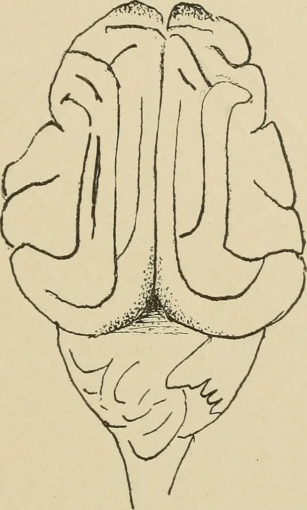 An illustration from Brain in relation to mind, 1899, leaf 74