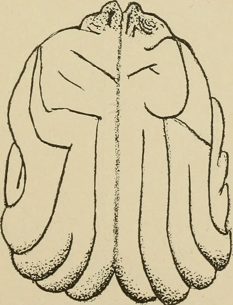 An illustration from Brain in relation to mind, 1899, leaf 74