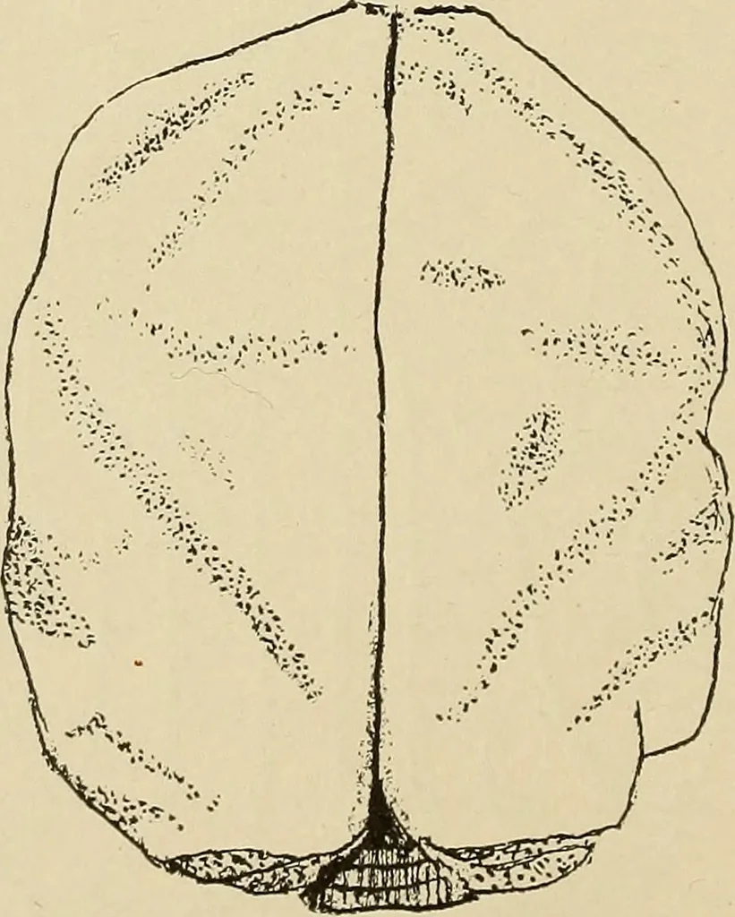 An illustration from Brain in relation to mind, 1899, leaf 75