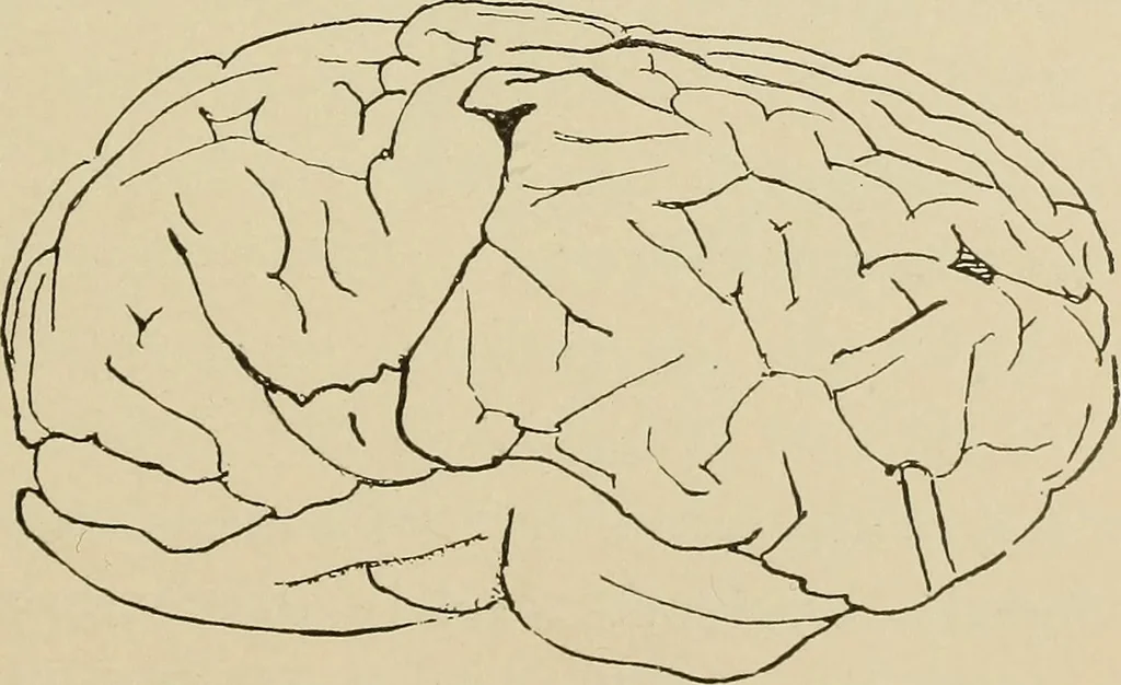 An illustration from Brain in relation to mind, 1899, leaf 76