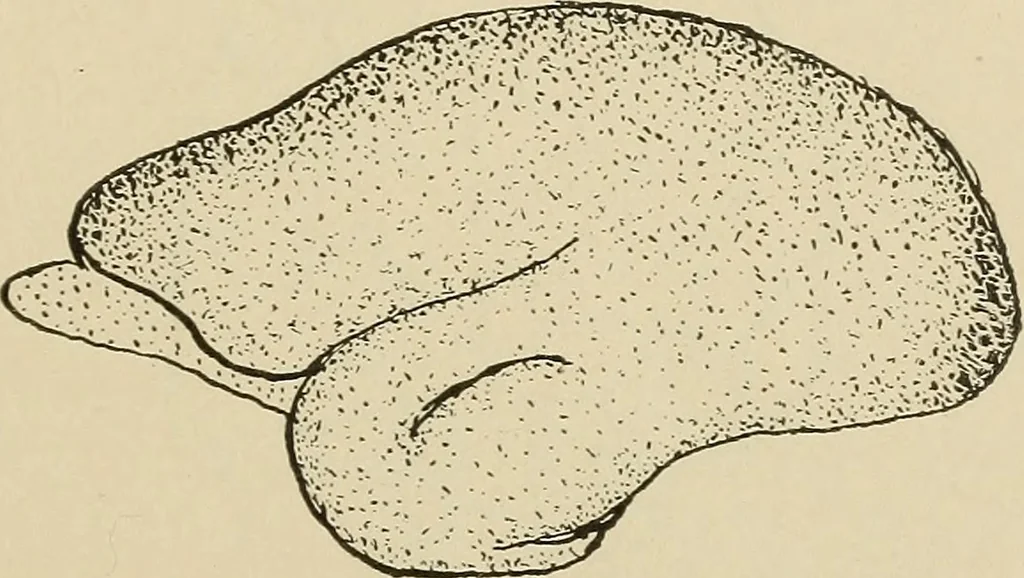 An illustration from Brain in relation to mind, 1899, leaf 78