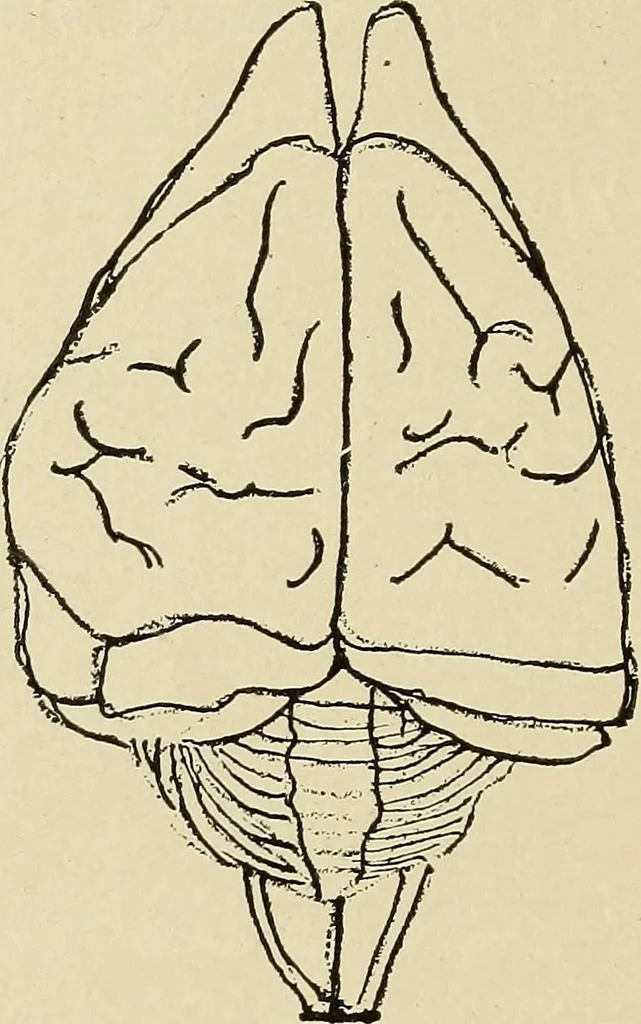 An illustration from Brain in relation to mind, 1899, leaf 79