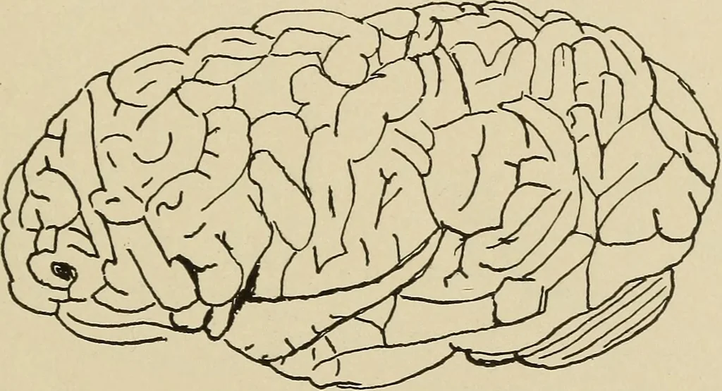 An illustration from Brain in relation to mind, 1899, leaf 80