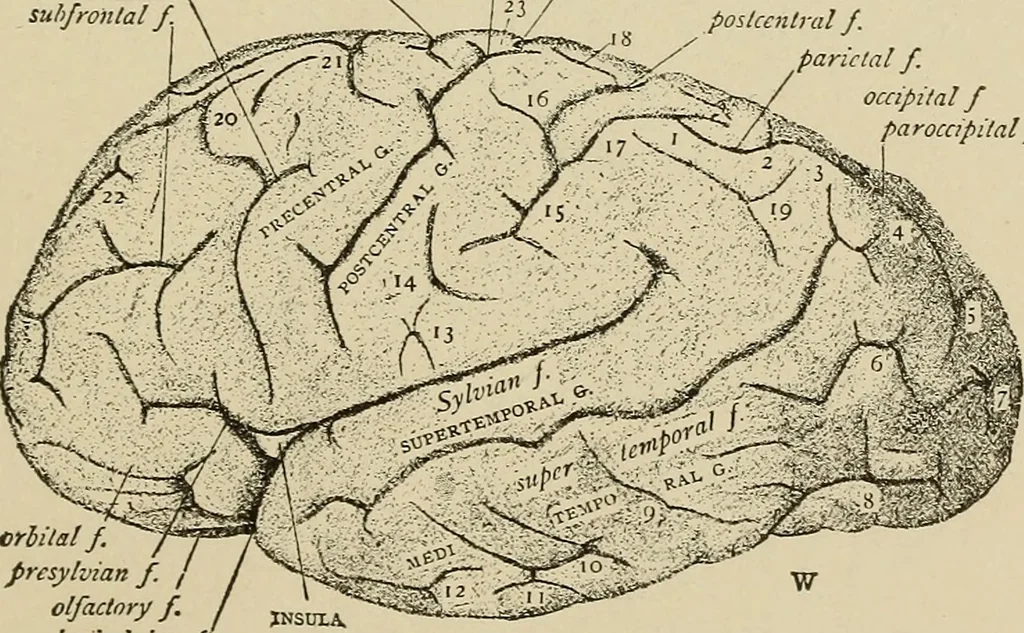 An illustration from Brain in relation to mind, 1899, leaf 80