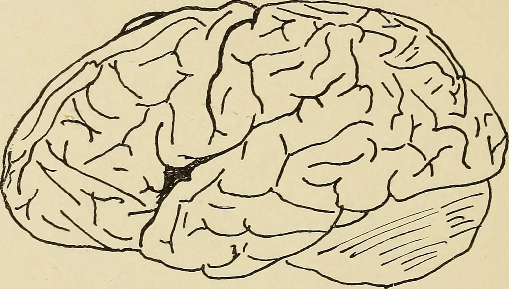 An illustration from Brain in relation to mind, 1899, leaf 81