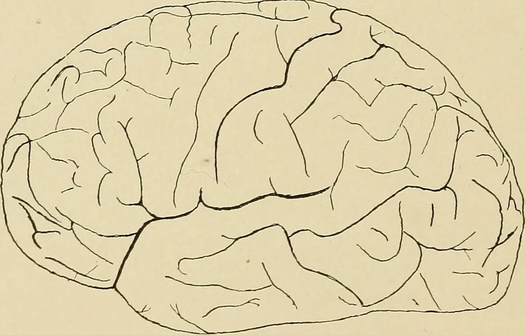 An illustration from Brain in relation to mind, 1899, leaf 81