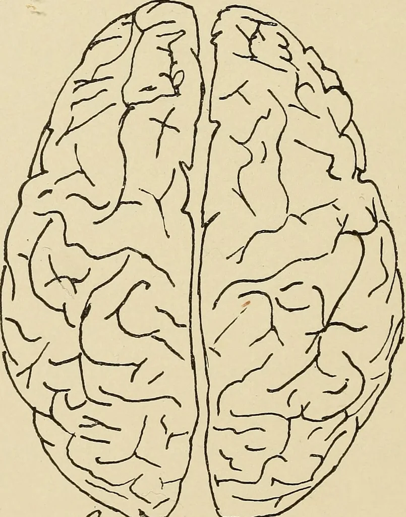 An illustration from Brain in relation to mind, 1899, leaf 83