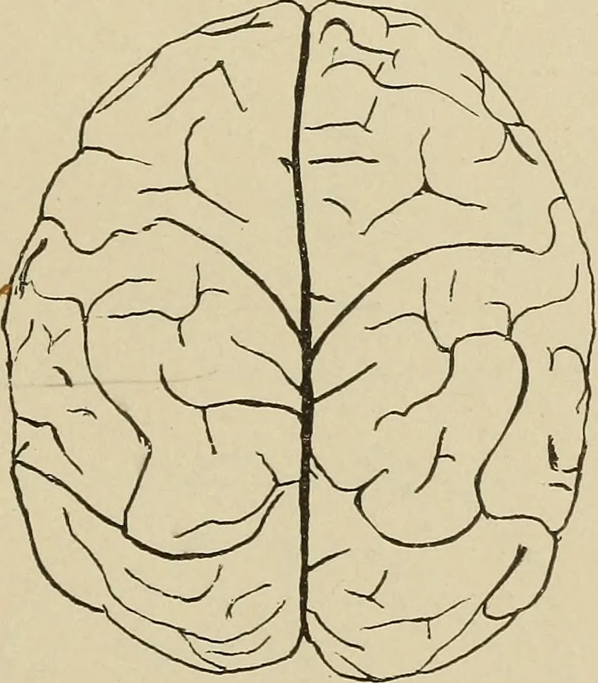 An illustration from Brain in relation to mind, 1899, leaf 84