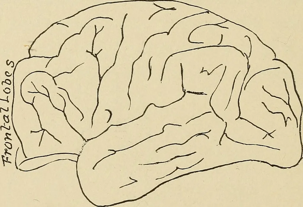 An illustration from Brain in relation to mind, 1899, leaf 85