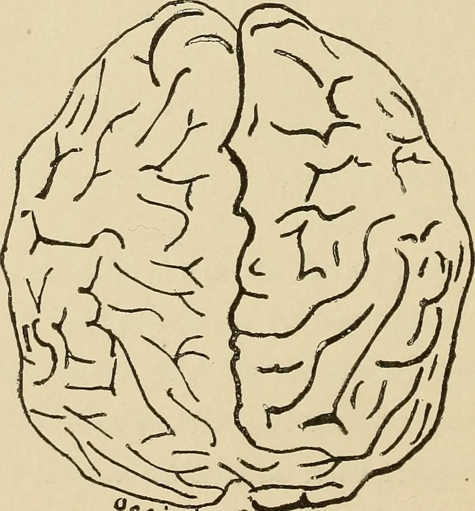 An illustration from Brain in relation to mind, 1899, leaf 85