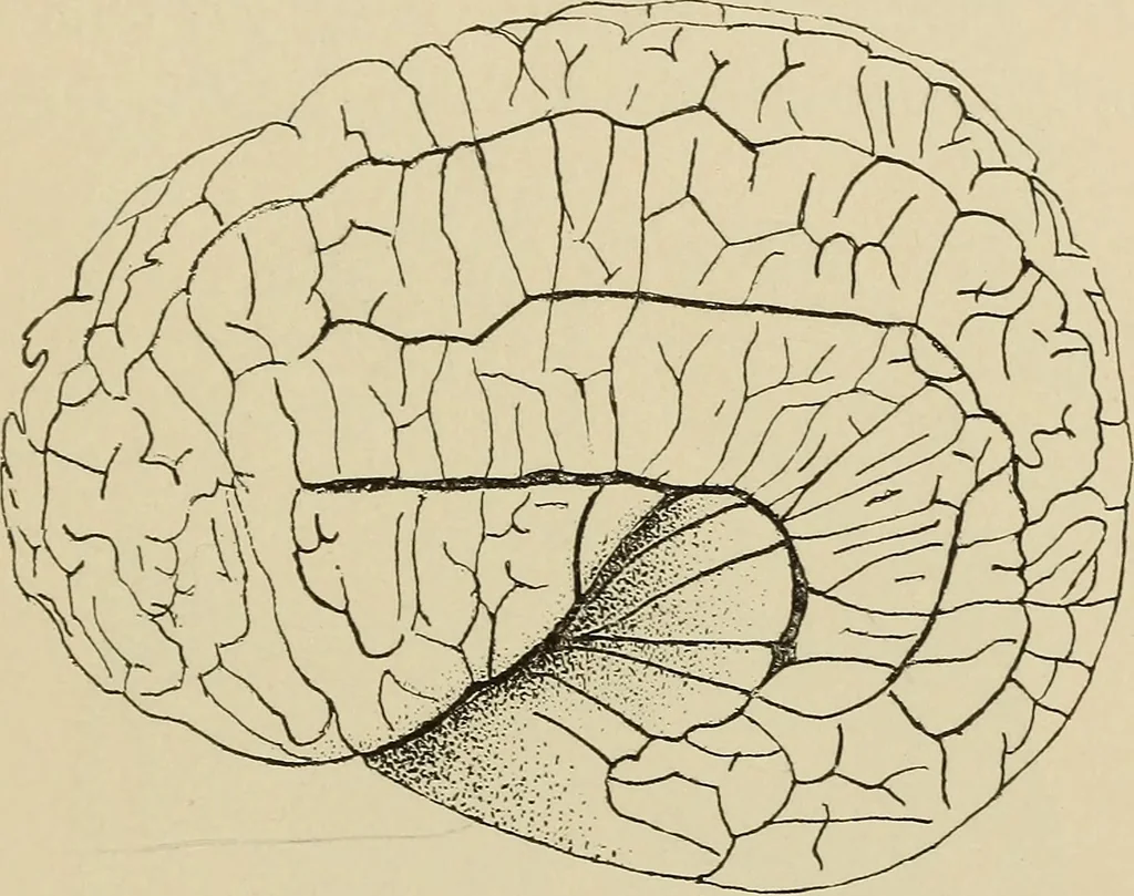 An illustration from Brain in relation to mind, 1899, leaf 86