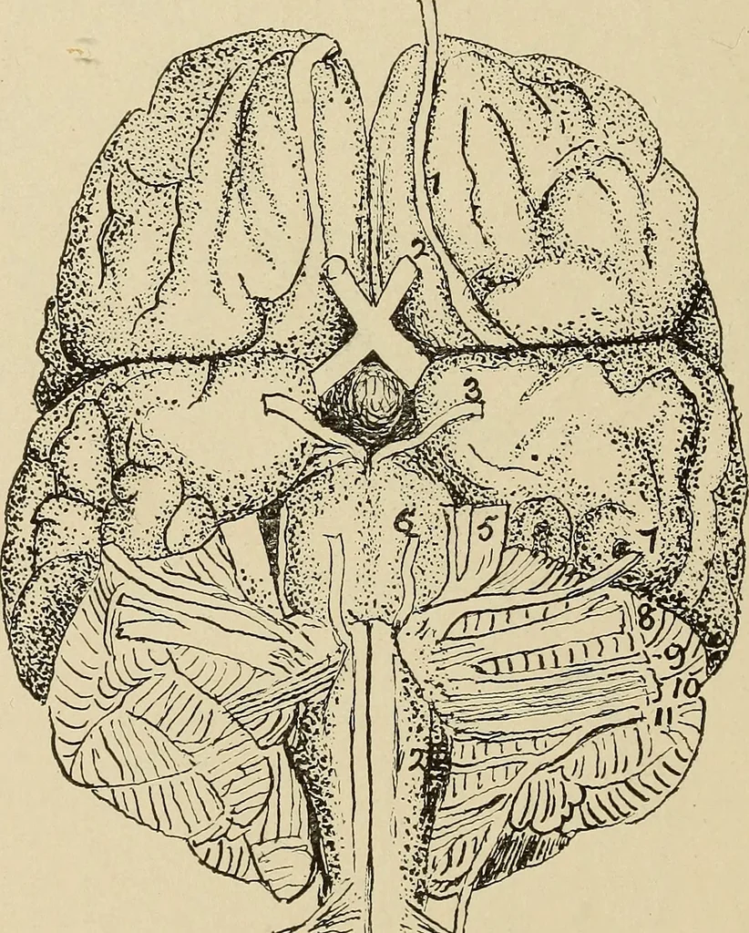 An illustration from Brain in relation to mind, 1899, leaf 87