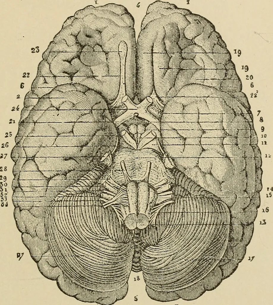 An illustration from Brain in relation to mind, 1899, leaf 88