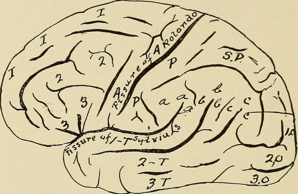 An illustration from Brain in relation to mind, 1899, leaf 89