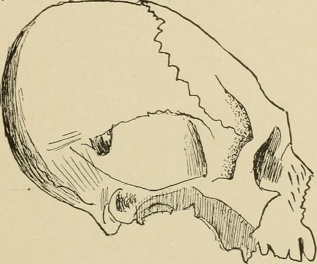 An illustration from Brain in relation to mind, 1899, leaf 92