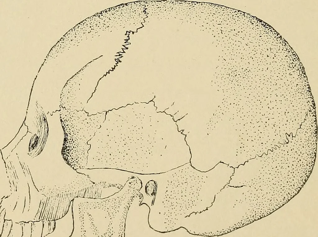 An illustration from Brain in relation to mind, 1899, leaf 93
