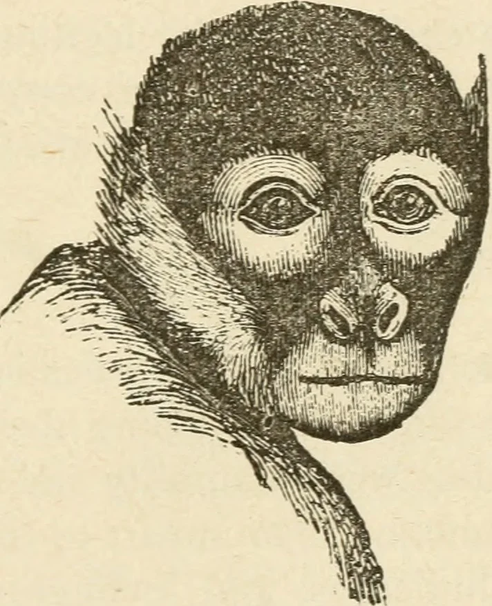 An illustration from Brain and mind; or, Mental science considered in accordance withthe principles of phrenology, and in relation to modern physiology, 1882, leaf 142