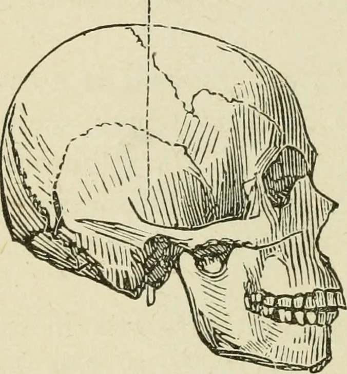 An illustration from Brain and mind; or, Mental science considered in accordance withthe principles of phrenology, and in relation to modern physiology, 1882, leaf 189