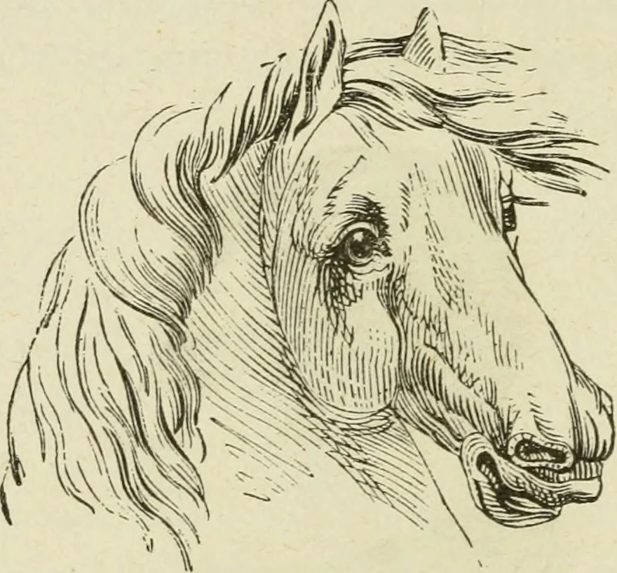 An illustration from Brain and mind; or, Mental science considered in accordance withthe principles of phrenology, and in relation to modern physiology, 1882, leaf 197