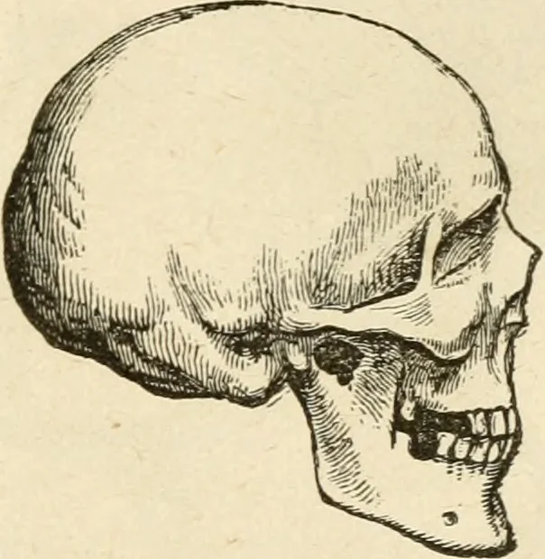 An illustration from Brain and mind; or, Mental science considered in accordance withthe principles of phrenology, and in relation to modern physiology, 1882, leaf 204