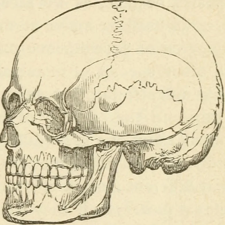 An illustration from Brain and mind; or, Mental science considered in accordance withthe principles of phrenology, and in relation to modern physiology, 1882, leaf 28