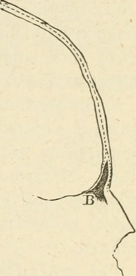 An illustration from Brain and mind; or, Mental science considered in accordance withthe principles of phrenology, and in relation to modern physiology, 1882, leaf 288