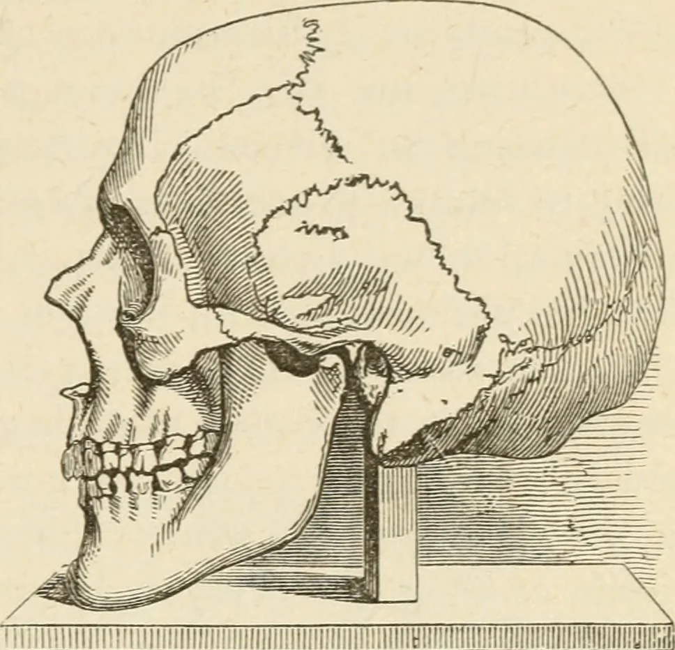 An illustration from Brain and mind; or, Mental science considered in accordance withthe principles of phrenology, and in relation to modern physiology, 1882, leaf 290