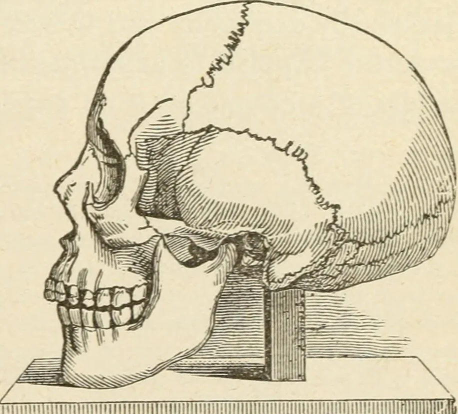 An illustration from Brain and mind; or, Mental science considered in accordance withthe principles of phrenology, and in relation to modern physiology, 1882, leaf 290
